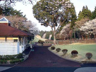 Cherry trees in full blossom around the golf course