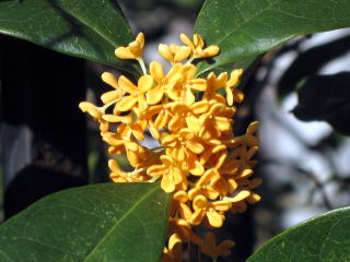 キンモクセイ(金木犀)の花