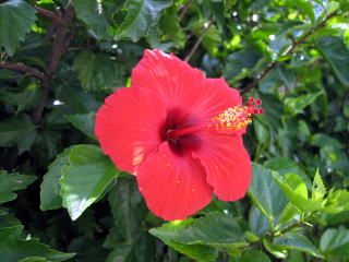 The corolla of bougainvillea