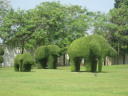 Trees in the garden which were pruned as Thai elephant in shape