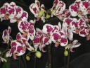 Orchid of which its petals are rich white color with hint of  purple