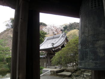 梵鐘と満開の桜