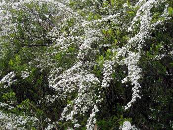 ユキヤナギ(雪柳)の花