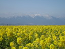 The snow-covered landscape of Hira mountains with mustard blossoms(1)