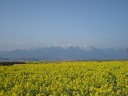 The snow covered landscape of Hira mountains with mustard blossoms(3)