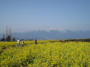 The snow-covered landscape of Hira mountains with mustard blossoms(2)