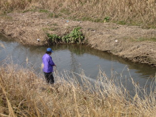 葉山川での投網