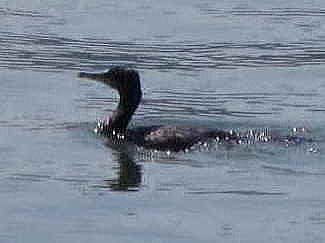 湖面を遊泳する鵜(水鳥)